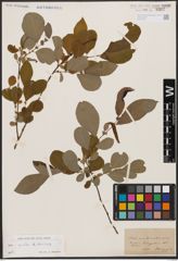 Salix aurita L. x Salix silesiaca Willd.